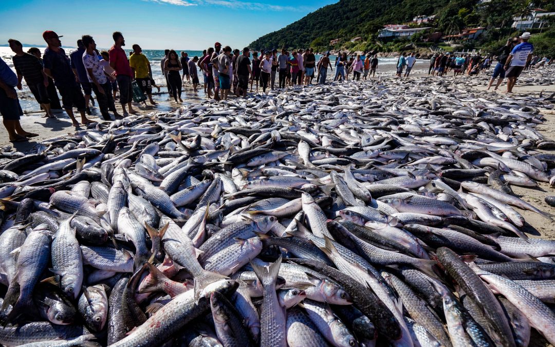 A Magia da Pesca da Tainha em Bombinhas: Tradição e Fartura